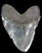 Huge, Serrated Megalodon Tooth - South Carolina #31056-2